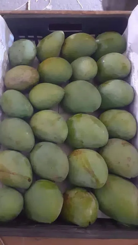 شركة البركة للإستيراد و التصدير والشحن و التخليص الجمركي