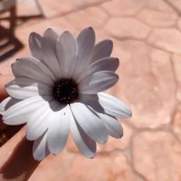 موقع متحدة النصر للملاحات