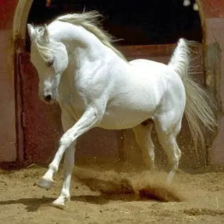 اسعاف كفر سعد