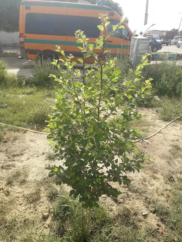 فرع اسعاف المحسمه القديمه