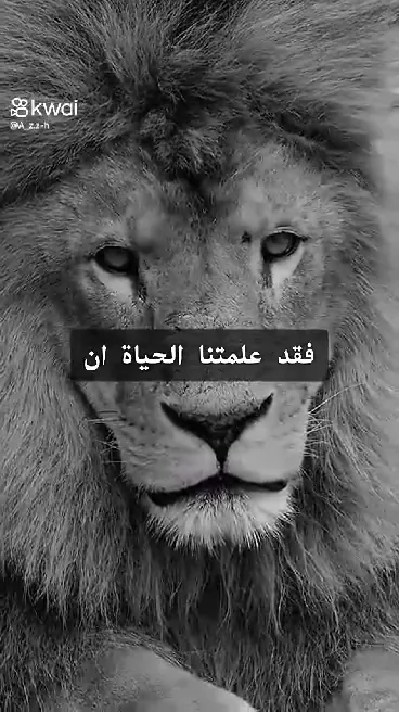 د. باسم حبشى بشاى
