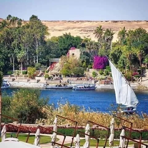 دكتوراشرف شحاته