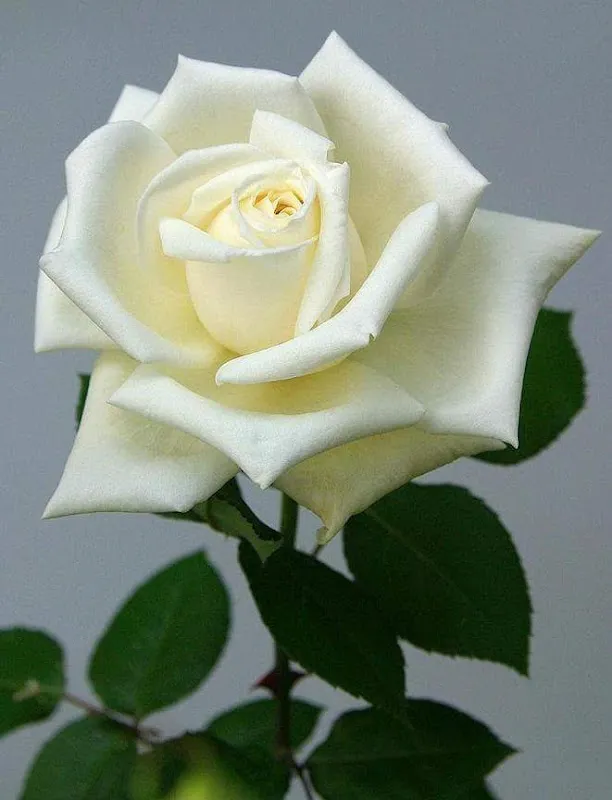 Khalid Rashed