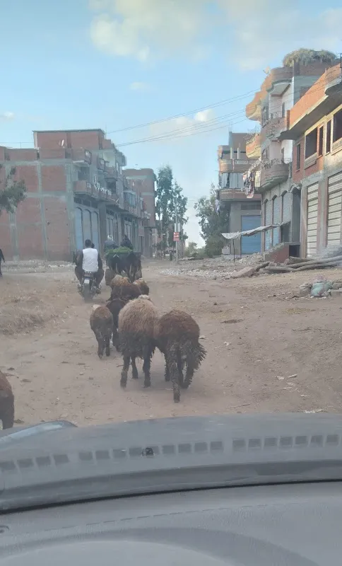 شباس الشهداء /سنهور المدينه دسوق كفرالشيخ