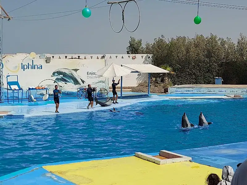 دكتور ممدوح محمد حامد