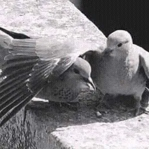 دكتور محمد هانى