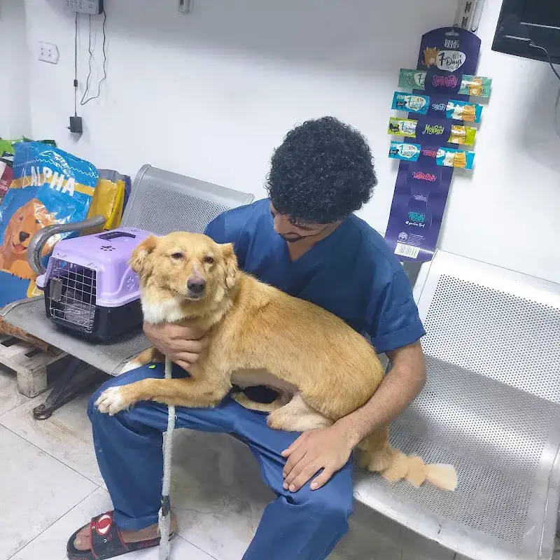 Petallica vet clinic
