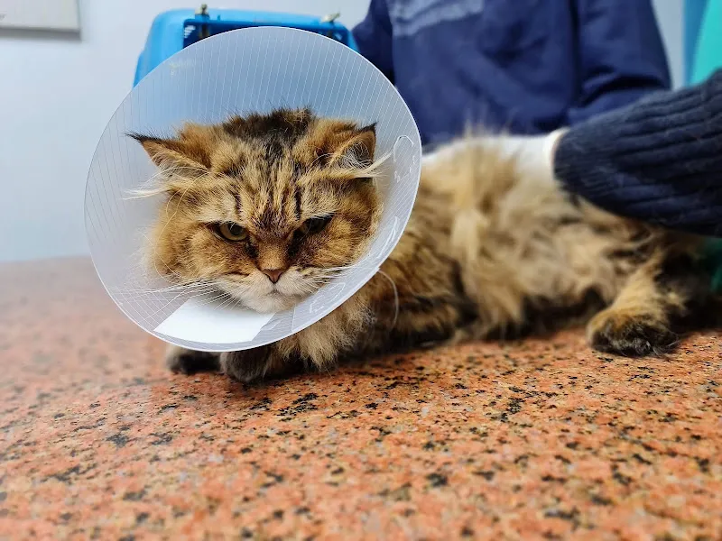 عيادة ايجى فيت البيطرية | دكتور بيطرى على عبدالرحمن كبير| Egy Vet Clinic | عيادة بيطرية بمدينة نصر القاهرة.