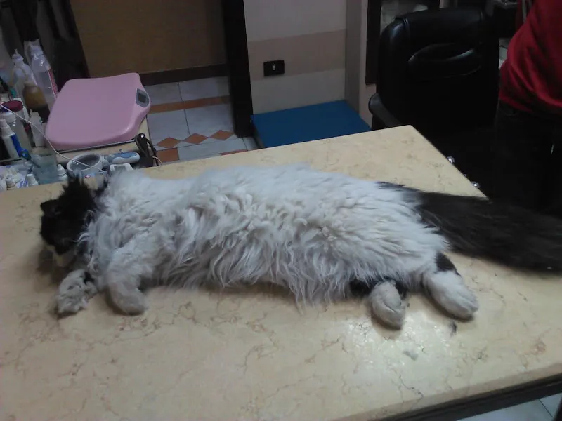 Pets Care Clinic