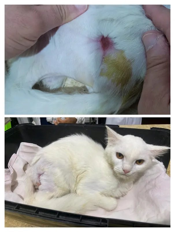 Petzone clinic