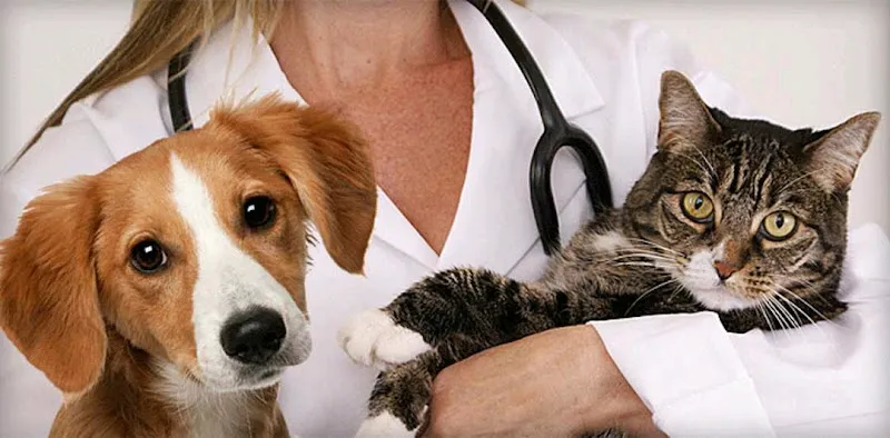 Suez Pet Clinic