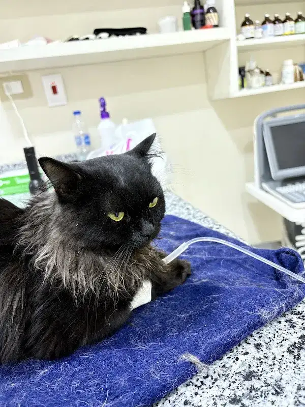 Petopia vet clinic