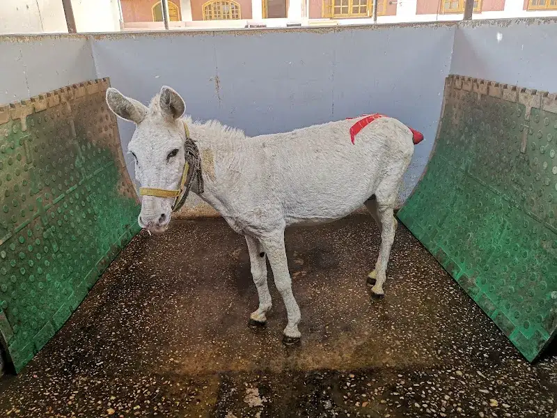 ACE - Animal Care in Egypt