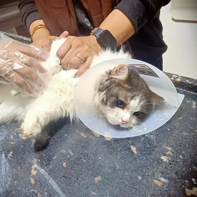 د.اسماء سلامة العيادة البيطرية DR, Asmaa vet clinic