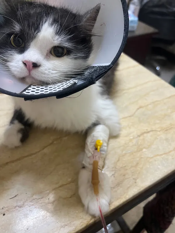 Dr Fatma Pets care عياده بيطريه متنقله داخل الاسكندريه